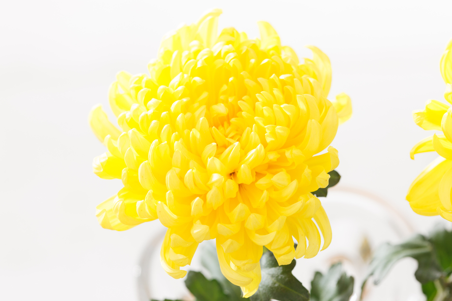 菊花照片