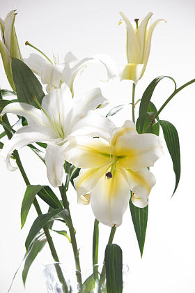 百合花照片