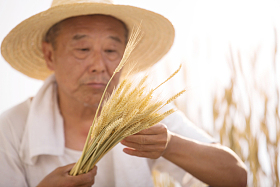 老农民在麦田