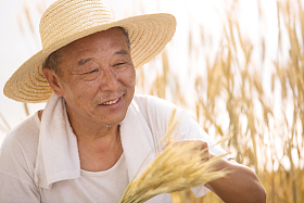 老农民在麦田