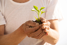 老农民手捧小苗照片