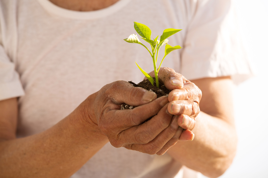 老农民手捧小苗照片
