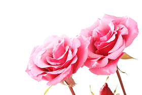 玫瑰花