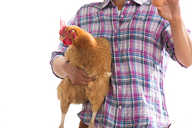 中年女人拿着一只鸡