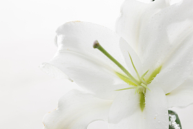 百合花照片
