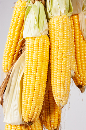 玉米