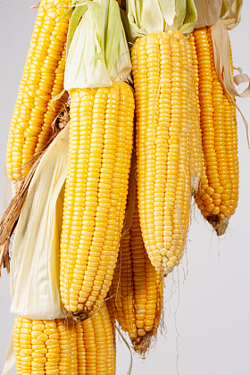 玉米