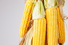 玉米