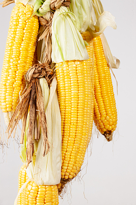 玉米