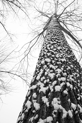 大雪后的一棵树图片
