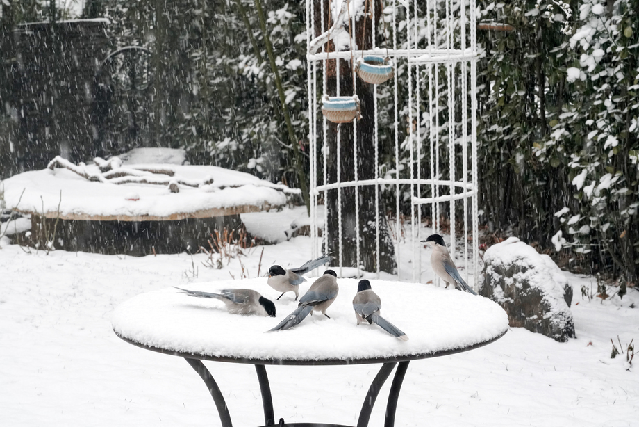 雪中私家花园里的喜鹊图片
