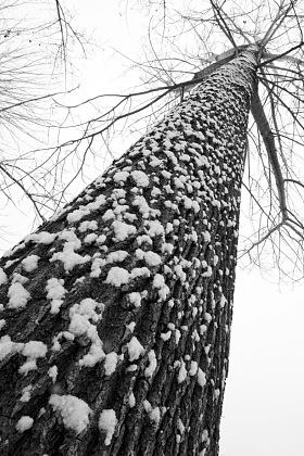 大雪后的一棵树图片