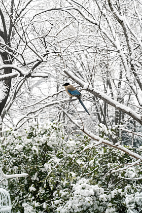 雪后树枝上的灰喜鹊图片
