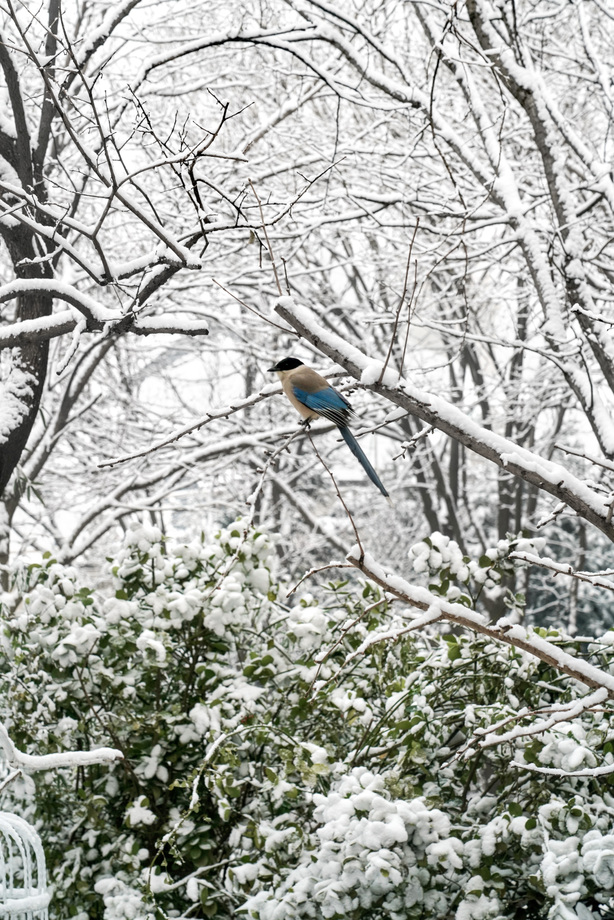 雪后树枝上的灰喜鹊图片