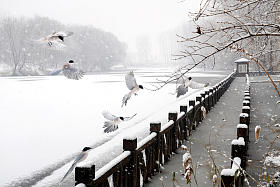 雪中飞舞的灰喜鹊图片