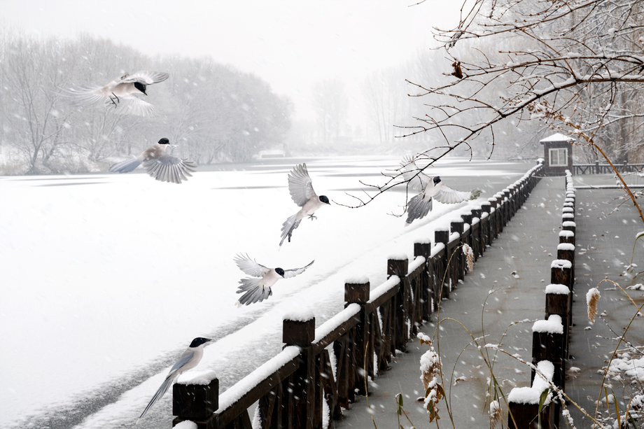 雪中飞舞的灰喜鹊图片