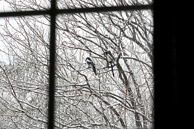 雪后窗户外的喜鹊照片