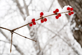 雪后的金银木图片