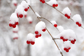 雪后的金银木果实图片