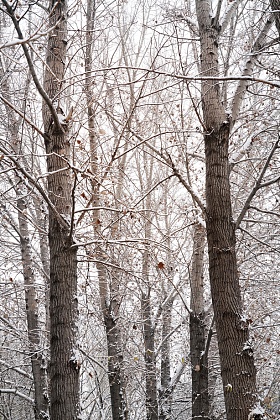 大雪后的树林