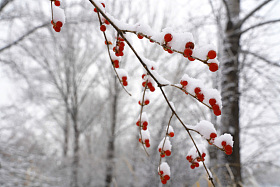 雪后树林和金银木果子图片