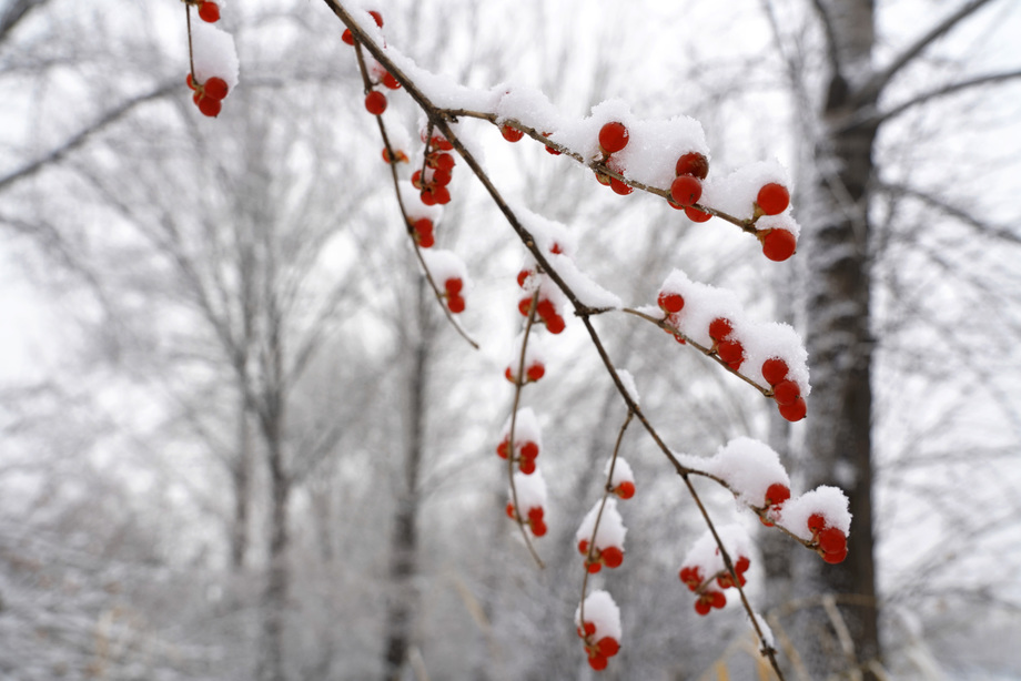 雪后树林和金银木果子图片