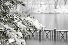 雪后湖边上的松树图片