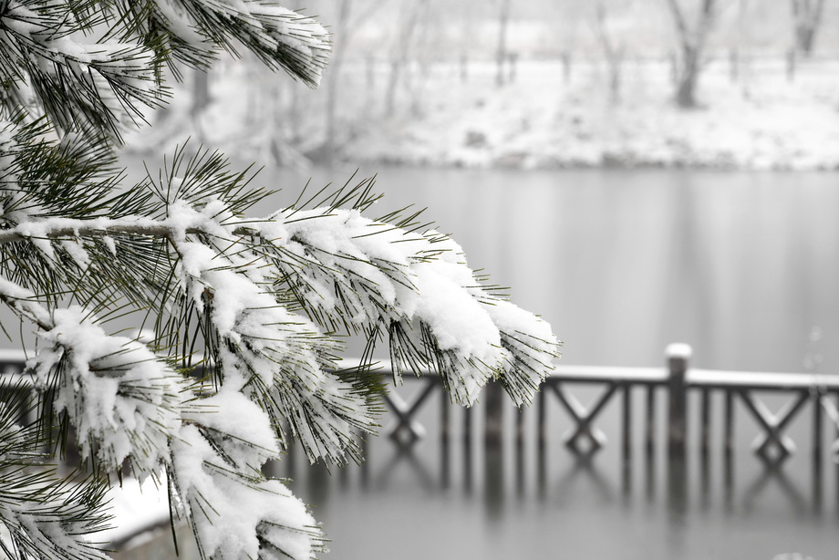 雪后湖边上的松树图片