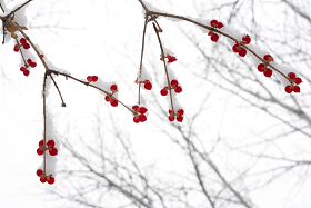 雪后树林和金银木果子