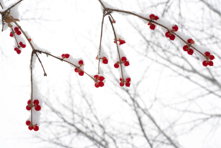 雪后树林和金银木果子