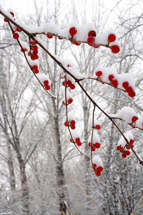 雪后树林和金银木果子图片