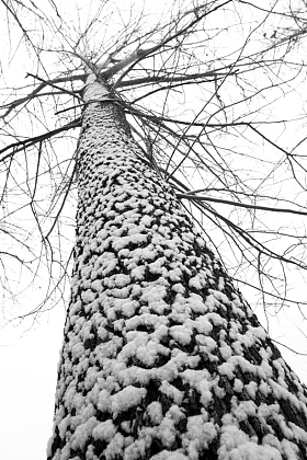 大雪后的一棵树