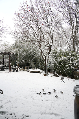 下雪后的私家花园图片