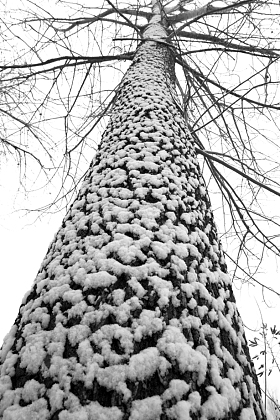 大雪后的一棵树