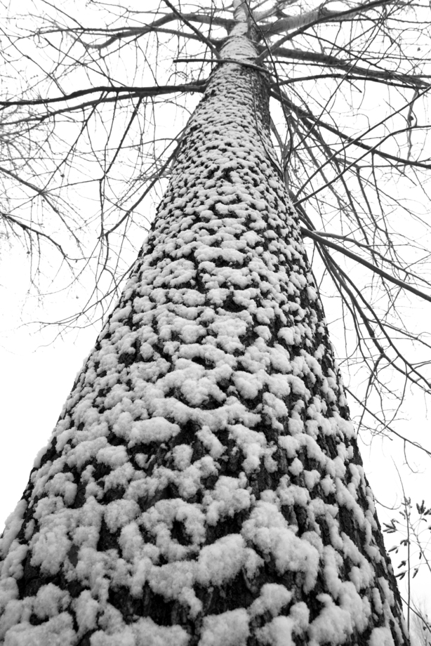 大雪后的一棵树