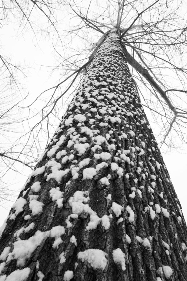 大雪后的一棵树 大雪后的一棵树
