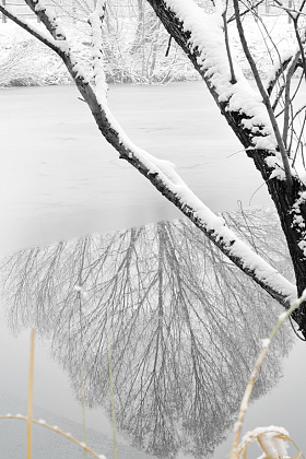 雪后湖面的倒影照片