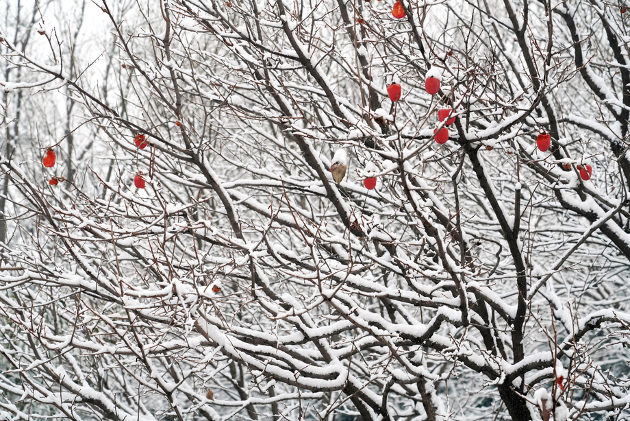 下雪后的柿子树 下雪后的柿子树