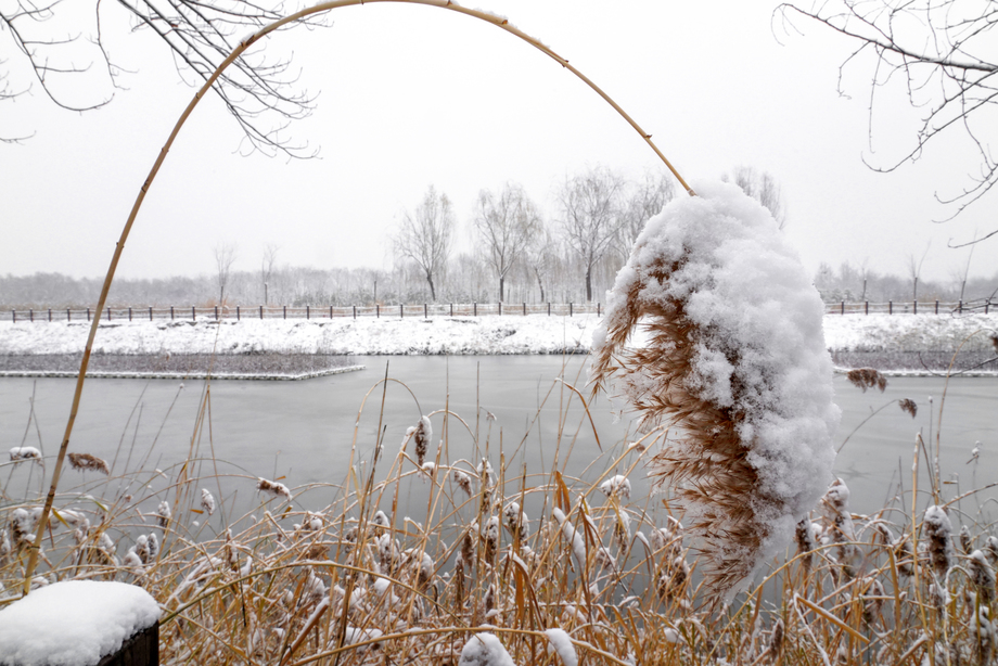雪后的湖边的芦苇荡图片 雪后的湖边的芦苇荡图片