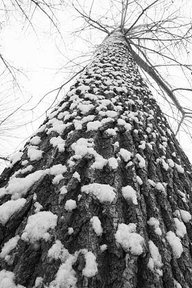 大雪后的一棵树图片
