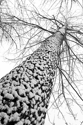 大雪后的一棵树