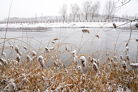 雪后的湖边的芦苇荡图片