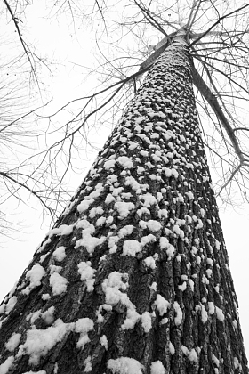 大雪后的一棵树