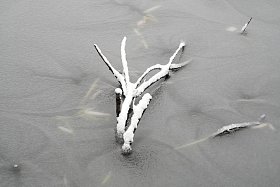 湖面结冰上的树枝