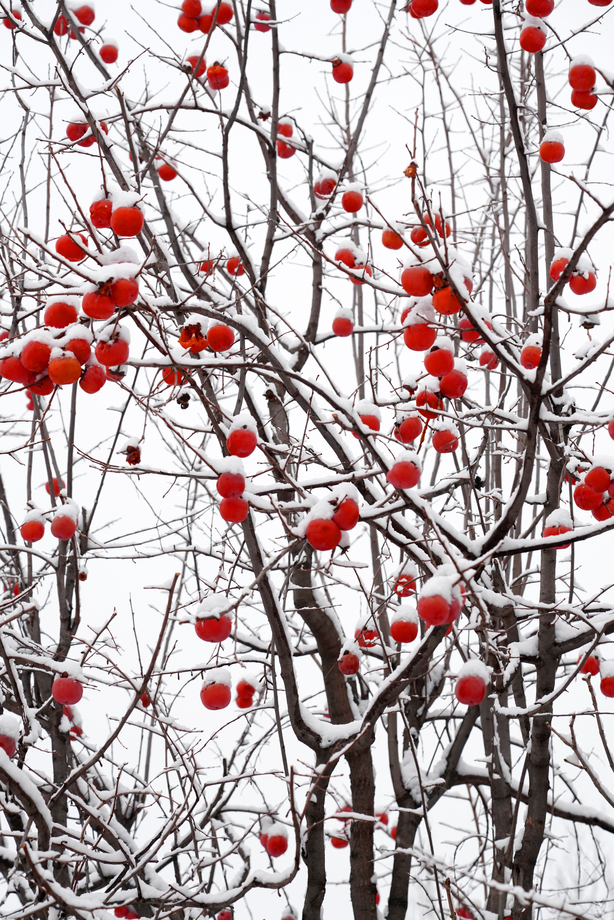 雪中的柿子树图片 雪中的柿子树图片