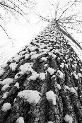 大雪后的一棵树照片