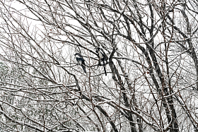 大雪中树枝上的喜鹊图片
