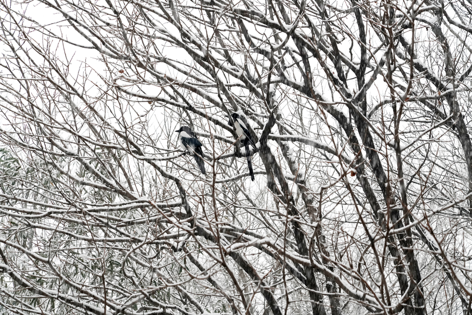 大雪中树枝上的喜鹊图片