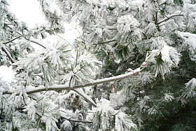 下雪后的松柏枝特写图片