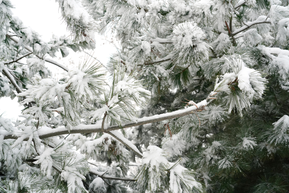 下雪后的松柏枝特写图片